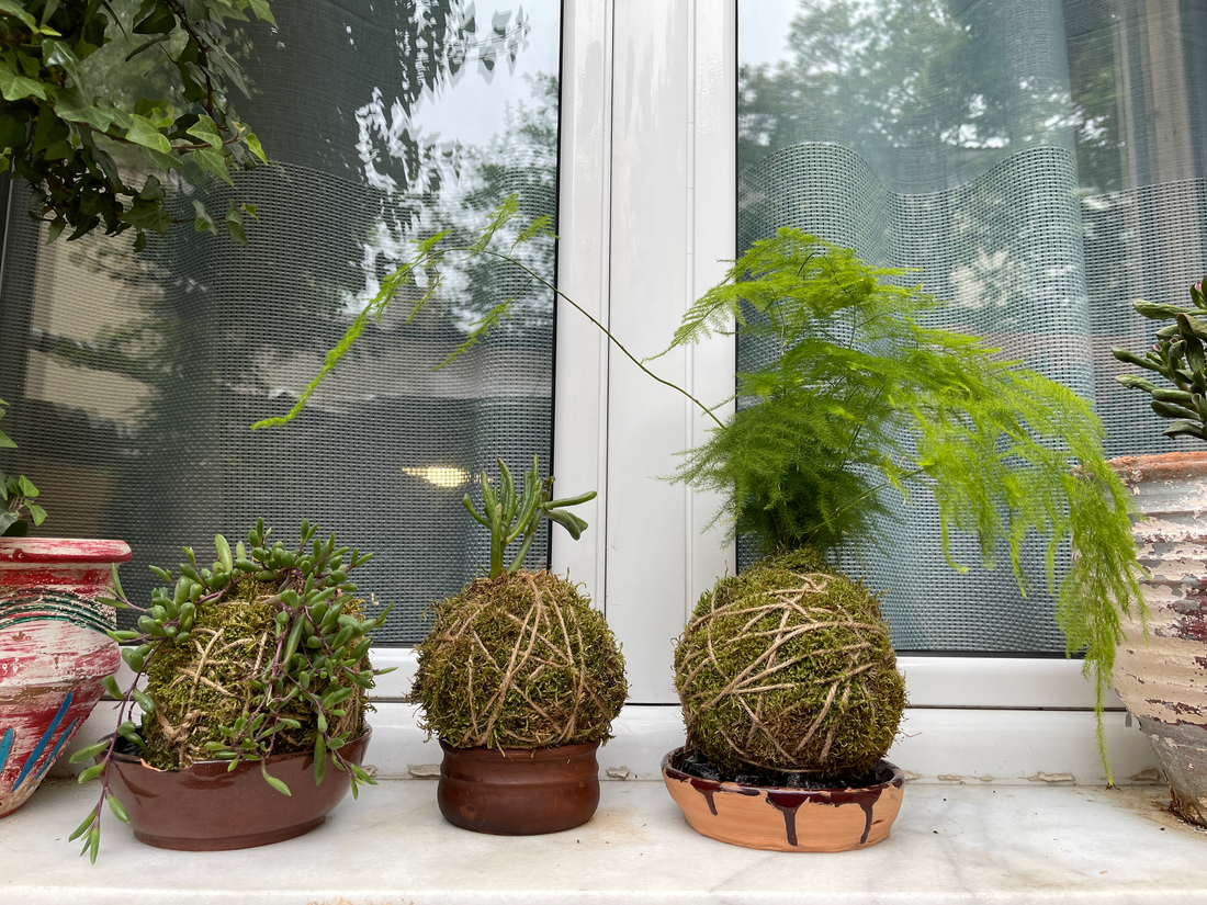 A kokedama being lifted to check moisture by weight, showing the most reliable watering method