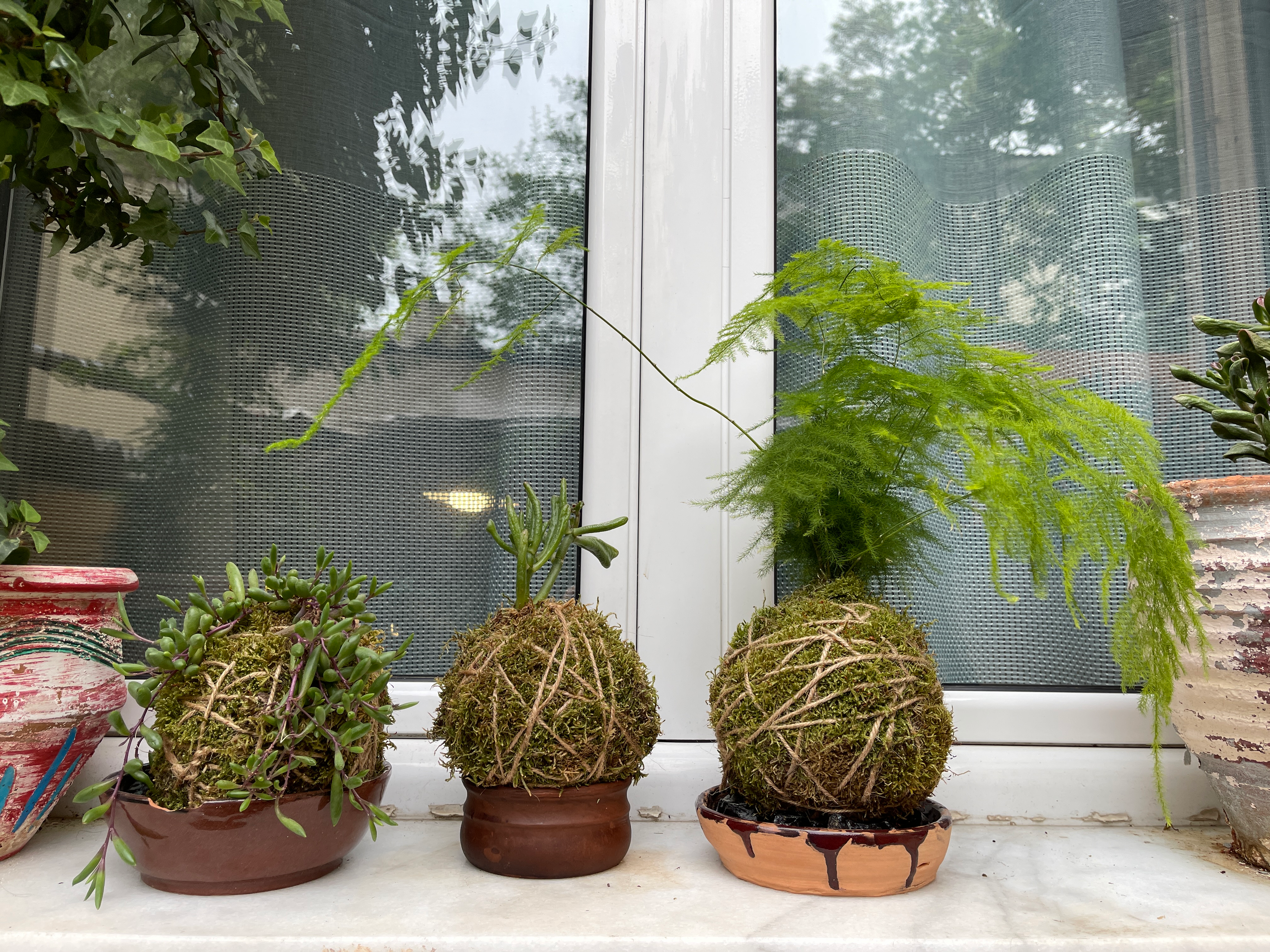 A kokedama being lifted to check moisture by weight, showing the most reliable watering method