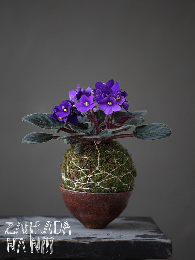 A flowering kokedama on display, showing how different plant types can work in this format
