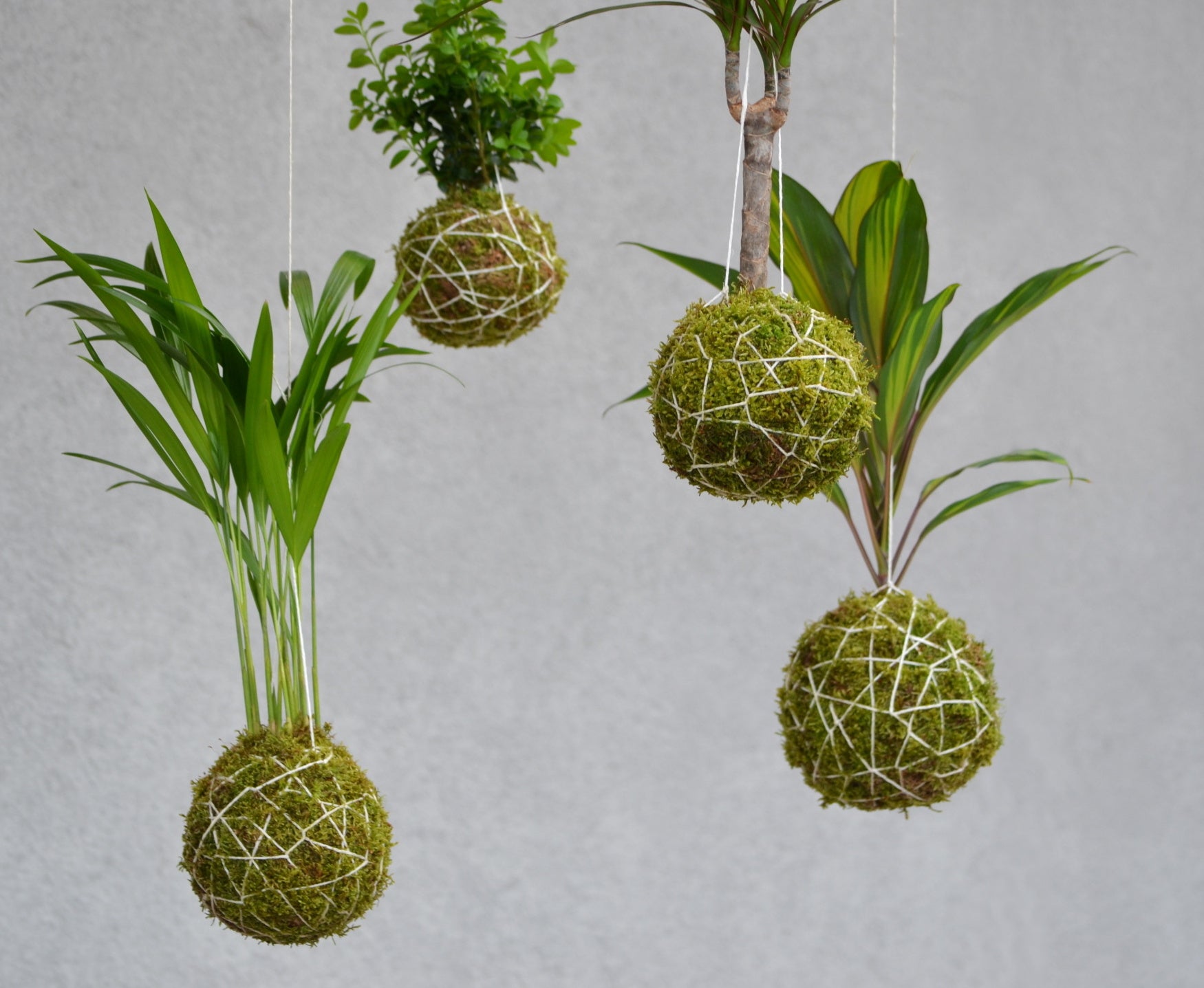 Multiple kokedamas suspended at staggered heights creating a dramatic string garden display