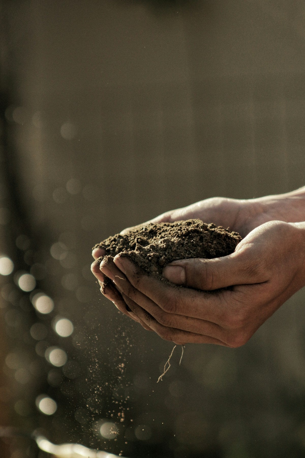 Hands repotting an indoor plant, representing the maintenance and renewal cycle needed for long-term kokedama health