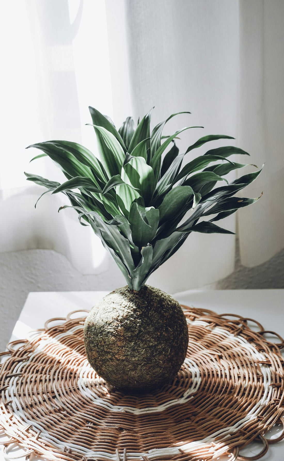 A healthy ficus kokedama in bright indirect light, showing the ideal conditions for long-term plant health