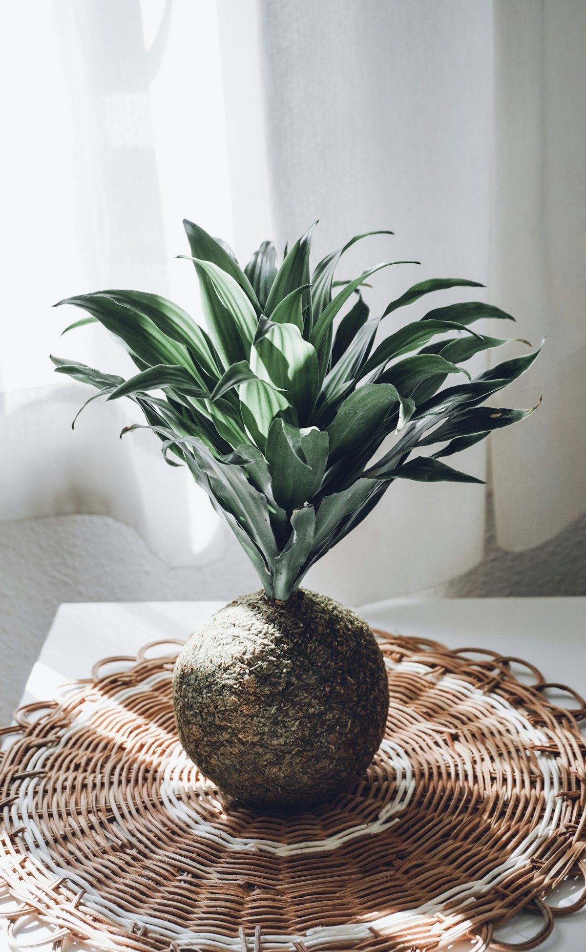 A kokedama in soft natural light — a living object that embodies wabi-sabi values of imperfection, transience, and beauty