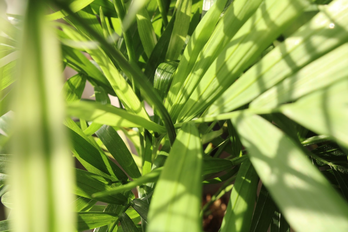 A kokedama being soaked in water, illustrating the immersion watering method that keeps the root ball evenly hydrated