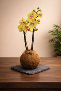 Kokedama Orchid