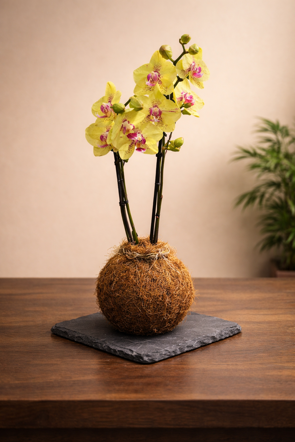 Kokedama Orchid