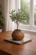 Kokedama Olive