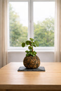 Kokedama Peperomia